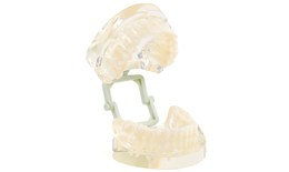 DEANA-001 Transparent Jaw Model