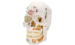 DEANA-002 10 Piece Demonstration Skull