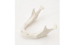 DEIMP-001 Plain Mandible