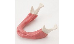 DEIMP-002 Mandible with Soft Tissue