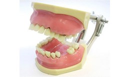 Mô Hình Răng Hàm Mặt PER31F-UPLA001
