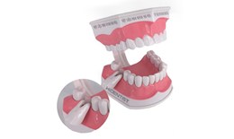 Mẫu hàm chăm sóc răng miệng Colgate